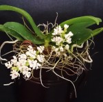 Tuberolabium kotoense