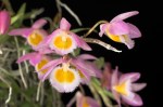 dendrobium loddigesii_3