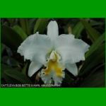g_CATTLEYA BOB BETTS X KARL HAUSERMANN