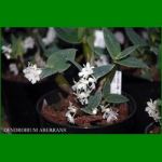g_DENDROBIUM ABERRANS
