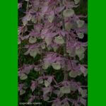 g_DENDROBIUM PIERARDII