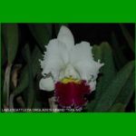 g_LAELIOCATTLEYA ORGLADES GRAND TIAN MU