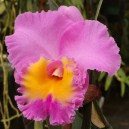 laeliocattleya-triumphal-coronation