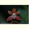 p_PHALAENOPSIS CORNINGIANA