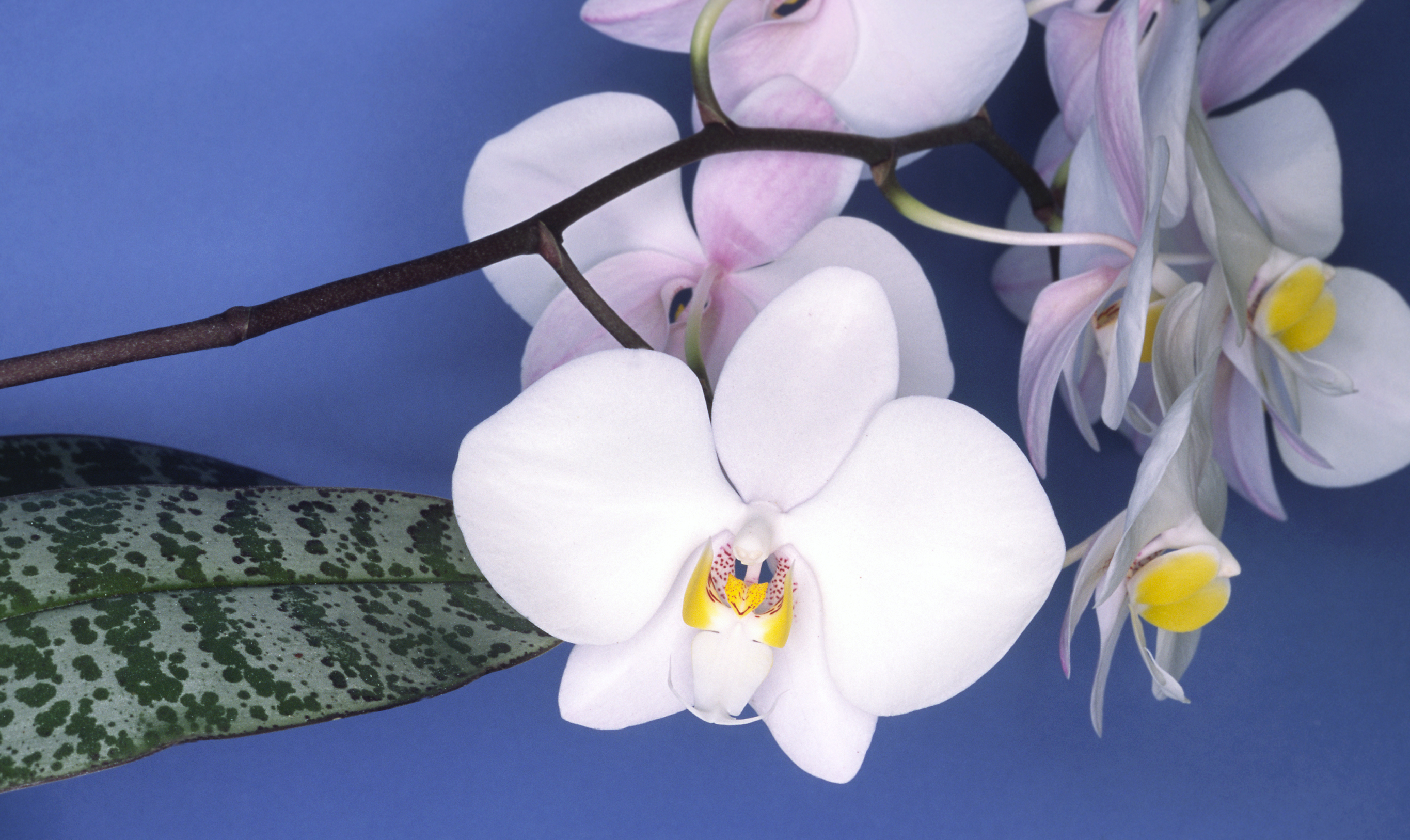 Phalaenopsis philippinensis
