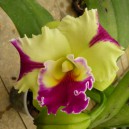 rhyncholaeliocattleya-hwa-yuan-grace-cat-king-