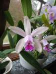 Cattleya intermedia semialba mars -10