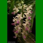 g_AERIDES FALCATUM