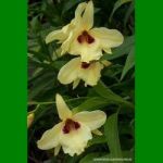 g_DENDROBIUM ALBOSANGUINEUM