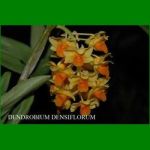 g_DENDROBIUM DENSIFLORUM