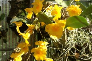 KONICA MINOLTA DIGITAL CAMERA