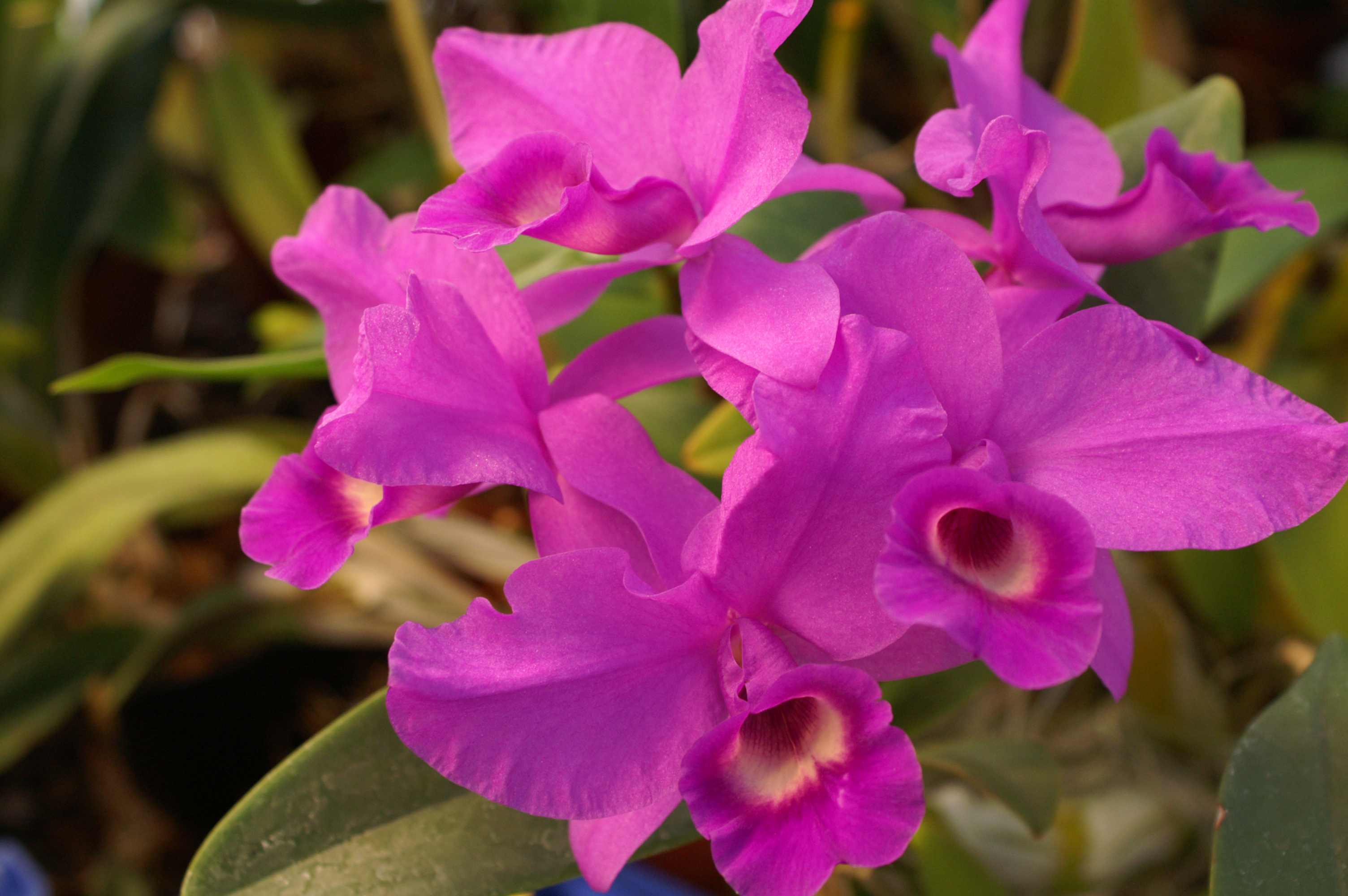 KONICA MINOLTA DIGITAL CAMERA