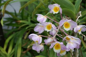 KONICA MINOLTA DIGITAL CAMERA