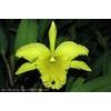 p_BRASSOLAELIOCATTLEYA PORT OF PARADISE GLENERVIES GREEN GIANT
