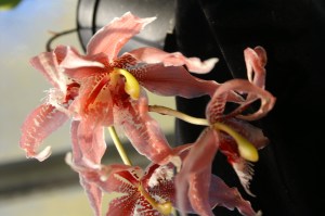 KONICA MINOLTA DIGITAL CAMERA