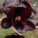 fredclarkeara-after-dark-svo-black-pearl-fcc-aos