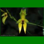 g_BULBOPHYLLUM CARUNCULATUM