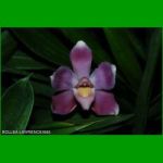 g_BOLLEA LAWRENCEANA