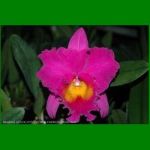 g_BRASSOLAELIOCATTLEYA PINK EMPRESS BRING SUN