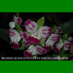 g_BRASSOLAELIOCATTLEYA YEN CORONA GREEN JENII