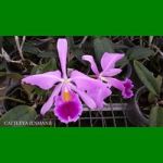g_CATTLEYA JENMANII