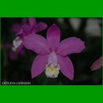 g_CATTLEYA LODDIGESII