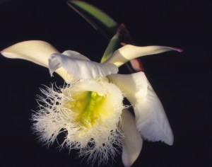 Brassavola digbyana
