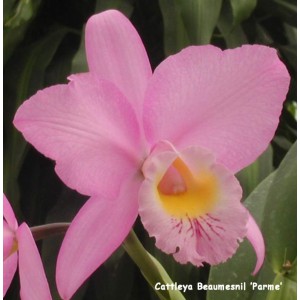 cattleya-beaumesnil-pzarme-