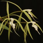 epidendrum-ciliare