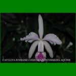 g_CATTLEYA JENMANNII COERULEA X INTERMEDIA AQUINII