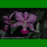 g_CATTLEYA WALKERIANA