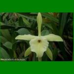 g_RHYNCHOLAELIA GLAUCA