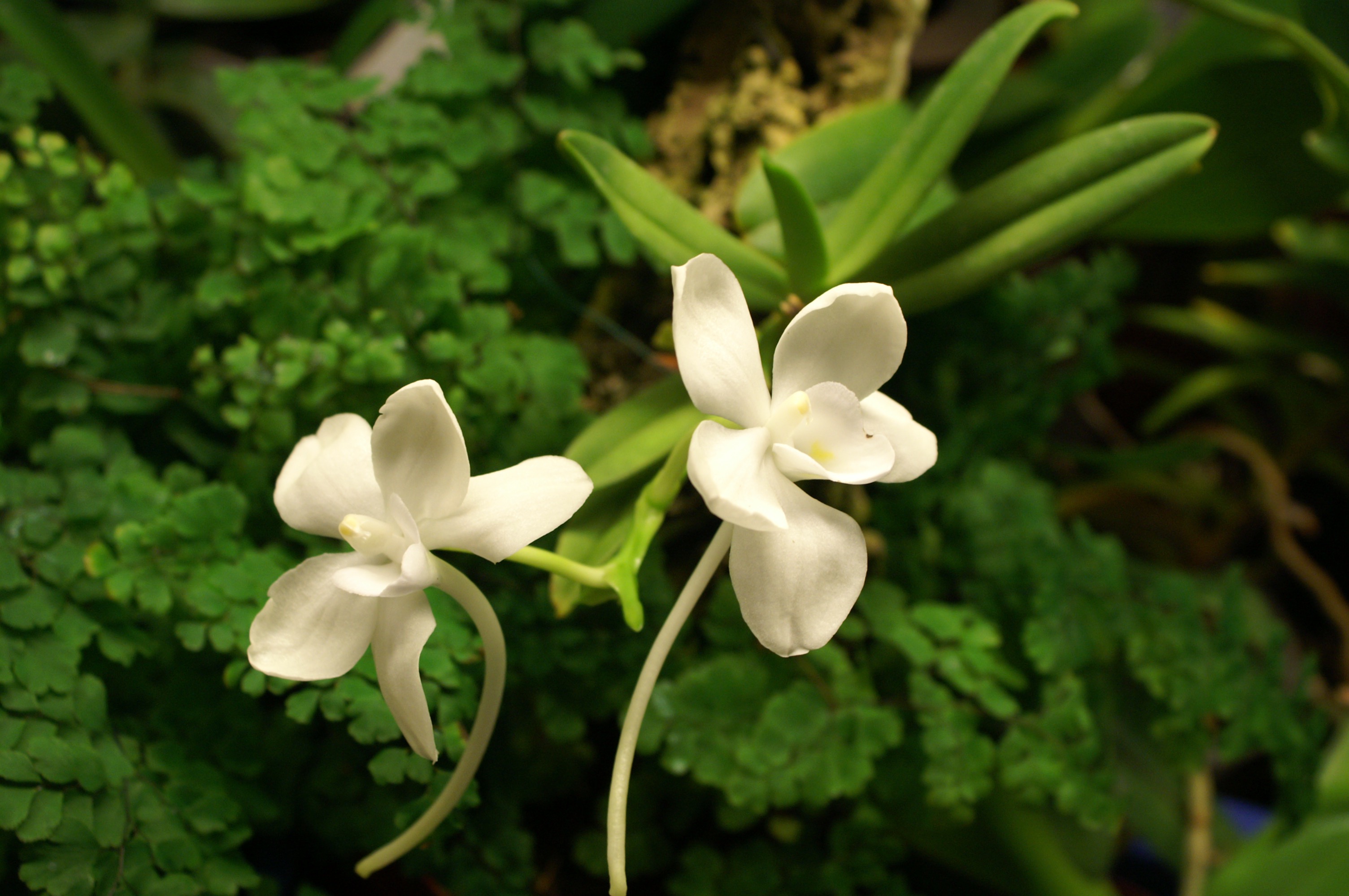 KONICA MINOLTA DIGITAL CAMERA