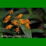 g_BIFRENARIA AUREO FULVA