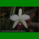 g_LAELIA ANCEPS SANDERIANA COERULEA