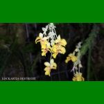 g_LOCKARTIA OESTREDII