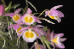 dendrobium-loddigesii_3