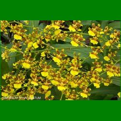 g_ONCIDIUM SPHACELATUM