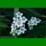 g_SARCOCHILUS HARTMANNII