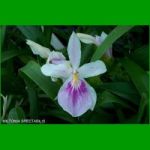 g_MILTONIA SPECTABILIS