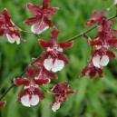 rossioglossum-rawdon-jester-grande-x-williamsianum