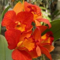 rhyncattleanthe-shinfong-orange