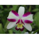 rhyncholaeliocattleya-hwa-yuan-grace-cat-king-