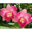 rhyntonleya-miva-passionata-cosmos-