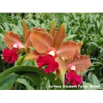 cattleya-elizabeth-fulton-michel-