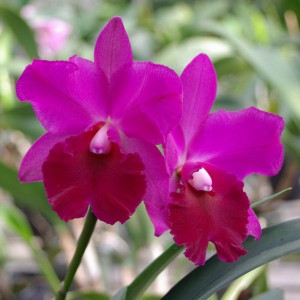 cattleytonia-french-night-offenbach-