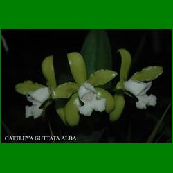 g_CATTLEYA GUTTATA ALBA