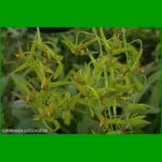 g_CIRRHAEA LODDIGESII