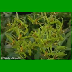 g_CIRRHAEA LODDIGESII