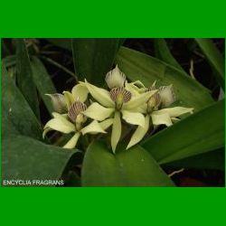 g_ENCYCLIA FRAGRANS
